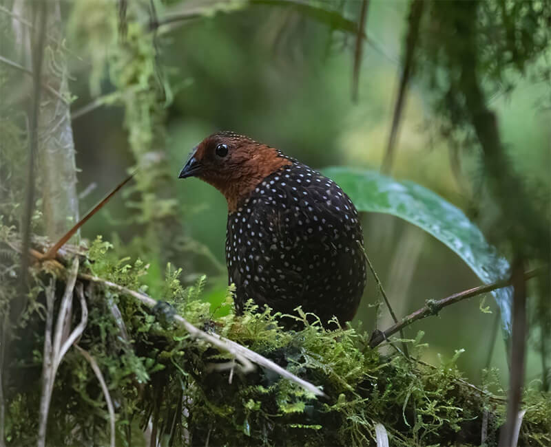 image Ocellated Tapaculo